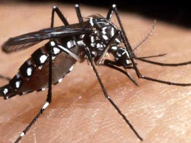 Caso confermato di febbre da Dengue in Quartiere Primo Maggio