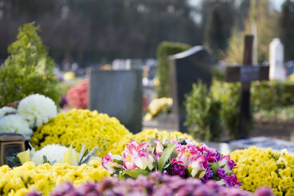 Dai crisantemi ai ciclamini:  ecco i fiori per la ricorrenza dei defunti 